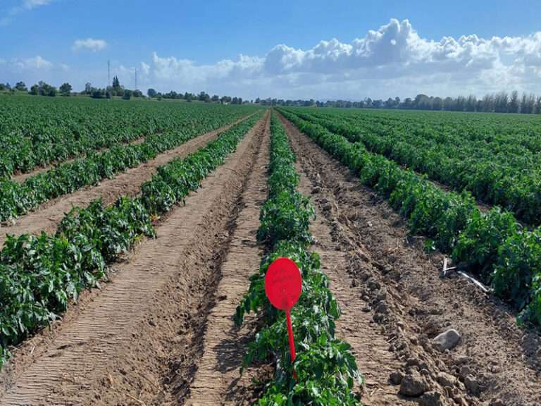 Junho-2022-Campo-de-Salvaterra-1-mes-apos-a-plantacao