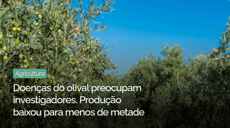 Doenças do olival preocupam investigadores